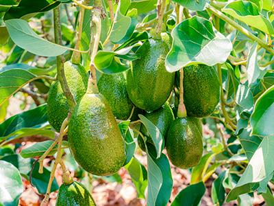 closeup of avocado (persea Americana) variety papelillo