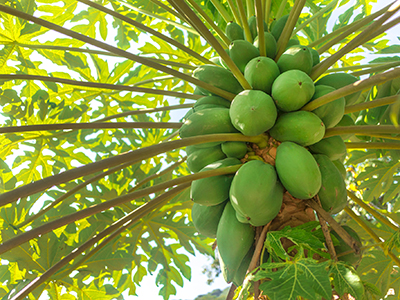 Papaya