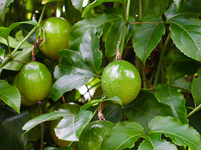 Passion Fruit