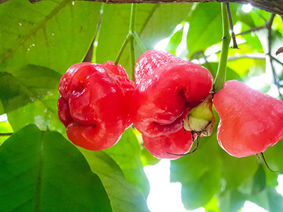 Rose Apple
