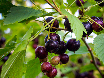 currant in the garden in summer